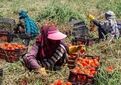 توانمندسازی ۳ هزار زن روستایی برای حضور در بازارهای بین‌المللی