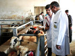 نظارت بر استحصال 61 هزار تن گوشت