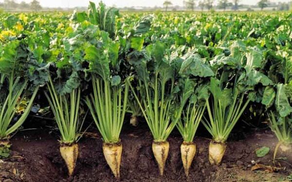 پیش‌بینی برداشت بیش از 169 هزار تن چغندرقند از مزارع شهرستان پارس آباد