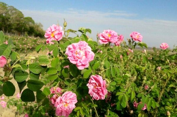 آغاز برداشت گل محمدی ازسطح 96  هکتار از مزارع کشاورزی قزوین