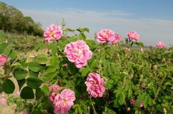 آغاز برداشت گل محمدی ازسطح 96  هکتار از مزارع کشاورزی قزوین