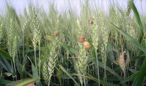 آفت سن مادر، ۲۰ درصد به گندم خسارت وارد می‌کند