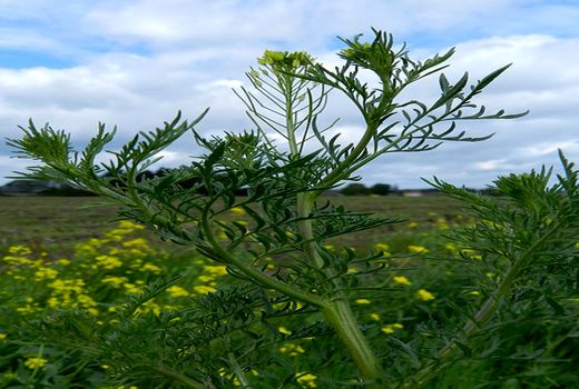 افزایش 46 درصدی کشت خاکشیر در بیضا