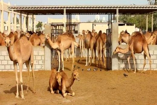 درآمد ۱۰۰ میلیارد تومانی گوشت شتر برای دامدارن خراسان جنوبی