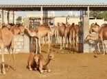 درآمد ۱۰۰ میلیارد تومانی گوشت شتر برای دامدارن خراسان جنوبی