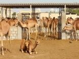 درآمد ۱۰۰ میلیارد تومانی گوشت شتر برای دامدارن خراسان جنوبی