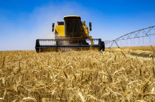 275دستگاه کمباین، مشغول برداشت غلات از مزارع کشاورزی قزوین هستند