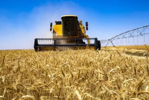 275دستگاه کمباین، مشغول برداشت غلات از مزارع کشاورزی قزوین هستند