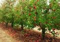 تولید محصولات باغی کشور در سال ۱۴۰۴ به ۱۳.۵ میلیون تن رسید