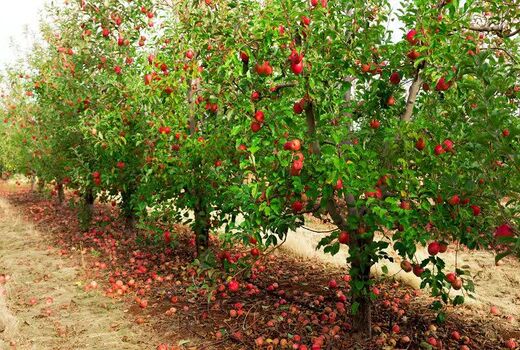 تولید محصولات باغی کشور در سال ۱۴۰۴ به ۱۳.۵ میلیون تن رسید