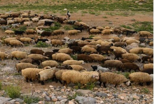 پایین آمدن قیمت دام زنده به چرخه اقتصادی عشایر آسیب خواهد زد