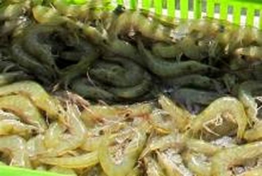 زمان برداشت میگوی پرورشی در استان بوشهر اعلام شد