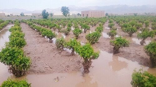 خسارت ۲۳۸ میلیارد تومانی به کشاورزان سیل زده کالپوش
