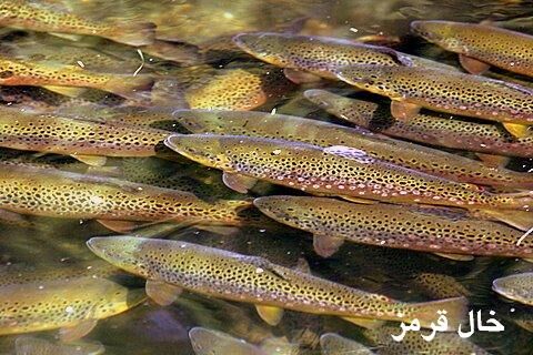 ظرفیت لازم برای سرمایه گذاری ماهی قزل آلای خال قرمز در خراسان شمالی وجود دارد 