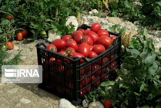 بیش از ۹ هزار تُن گوجه فرنگی در کردستان حمایتی خریداری شد
