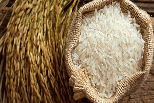 تولید 150 تن بذر گواهی شده برنج/ توصیه های کودی مرکز تحقیقات کشاورزی