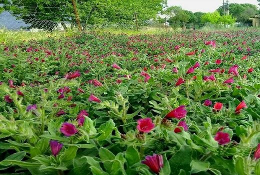 بیش از هزار هکتار از اراضی کشاورزی کردستان زیر کشت گیاهان دارویی
