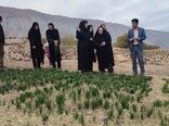 زعفران کم‌آب‌بر؛ میراث ملی ایرانیان در دستان زنان روستایی
