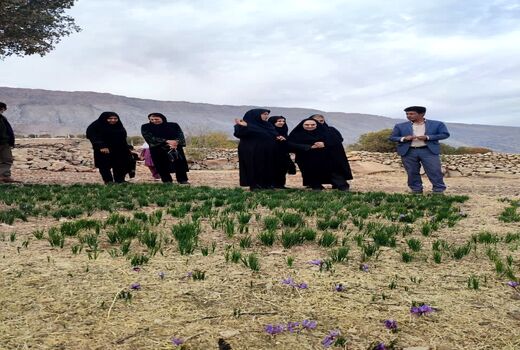 زعفران کم‌آب‌بر؛ میراث ملی ایرانیان در دستان زنان روستایی
