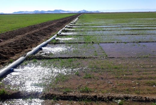 خراسان جنوبی پیشتاز دراجرای سیستم های نوین آبیاری کشور