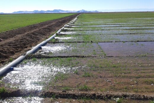 خراسان جنوبی پیشتاز دراجرای سیستم های نوین آبیاری کشور