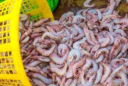 آزادسازی صید میگوی سفید در صیدگاه های خوزستان