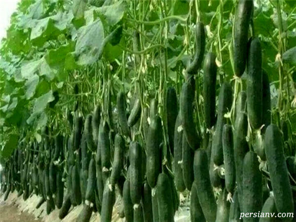 250 واحد گلخانه‌ای در خراسان شمالی فعالیت دارند