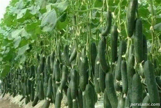 250 واحد گلخانه‌ای در خراسان شمالی فعالیت دارند