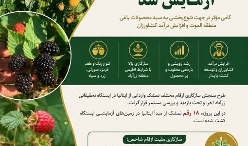  آزمایش 18 رقم تمشک ایتالیایی ،گامی موثر در تنوع سبدمحصولات باغی و افزایش درآمدکشاورزان الموت