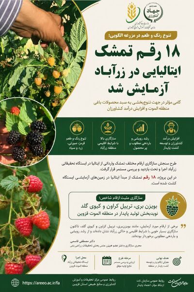  آزمایش 18 رقم تمشک ایتالیایی ،گامی موثر در تنوع سبدمحصولات باغی و افزایش درآمدکشاورزان الموت