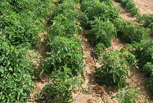 کشت محصولات سبزی ، صیفی و جالیزی در ۸۷۰۰ هکتار از مزارع کشاورزی استان قزوین