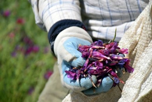 هشدار نسبت به افزایش قاچاق گیاهان دارویی به خارج