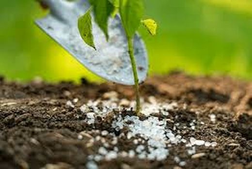 هشدار کاهش سطح و کیفیت محصولات با حذف ارز ترجیحی از نهاده‌های کشاورزی