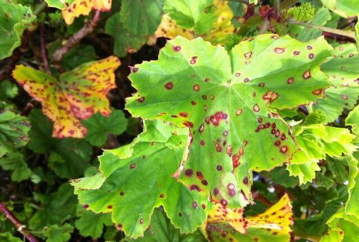 گسترش سکته مو در تاکستان های خراسان شمالی