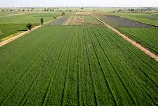 پرونده‌های واگذاری اراضی ملی در استان بوشهر تعیین تکلیف شد