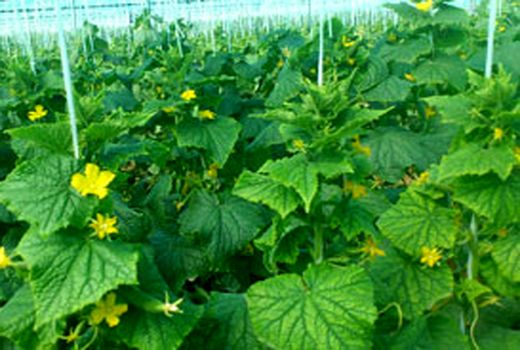  کشت گلخانه‌ای 10 برابر صرفه‌جویی آب دارد