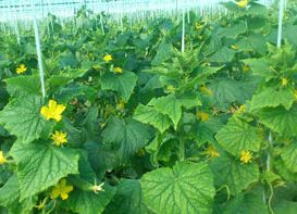  کشت گلخانه‌ای 10 برابر صرفه‌جویی آب دارد