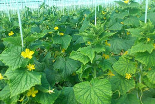 کشت گلخانه‌ای 10 برابر صرفه‌جویی آب دارد