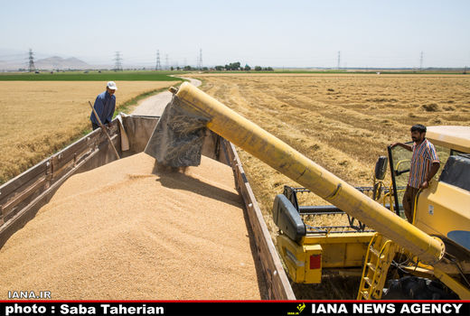 رکورد تولید گندم در استان زنجان شکسته شد