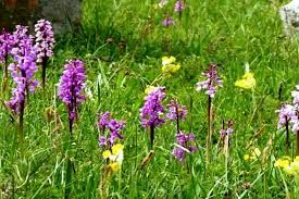 پیش بینی 5484 هکتاری گیاهان دارویی در خراسان شمالی