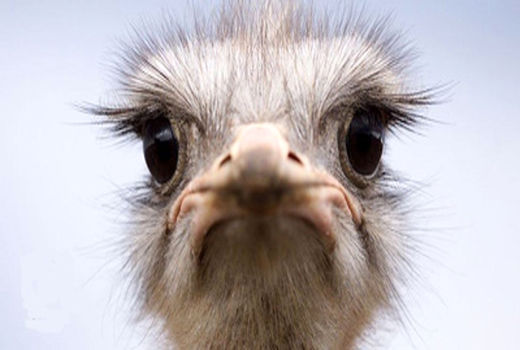 نخستین مزرعه پرورش شترمرغ در کازرون راه اندازی شد