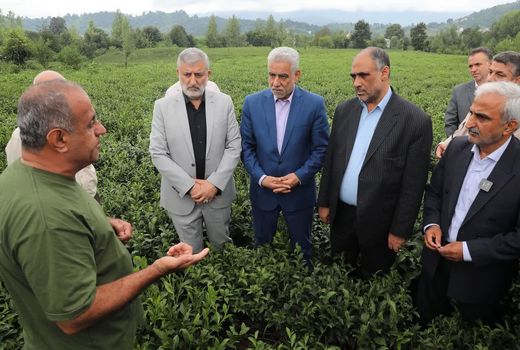 بازدید وزیر جهاد کشاورزی از باغات چای و کارخانه چای‌سازی در لاهیجان