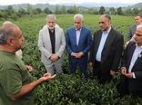 بازدید وزیر جهاد کشاورزی از باغات چای و کارخانه چای‌سازی در لاهیجان