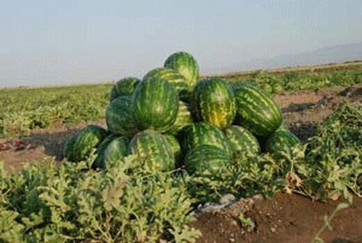 کاشت هندوانه در شهرستان ارزوئیه 