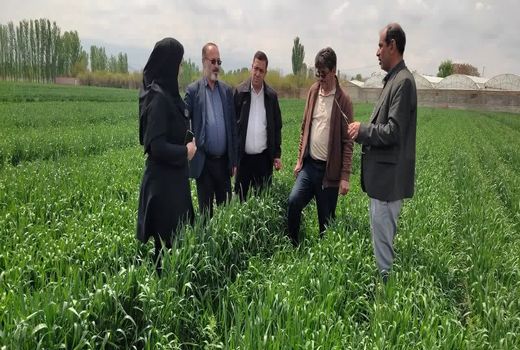 علف‌های هرز، سن و زنگ گندم تهدیدی جدی مزارع