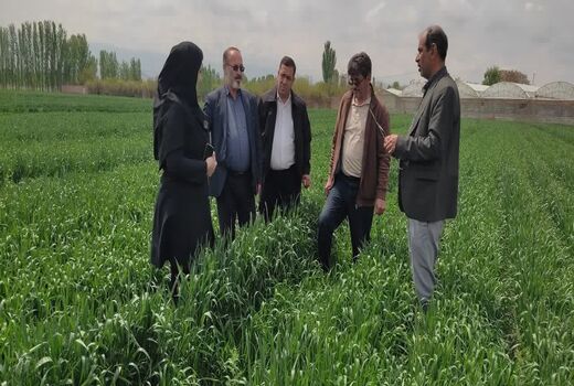 علف‌های هرز، سن و زنگ گندم تهدیدی جدی مزارع