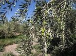 آغاز اصلاح باغ‌های سنتی زیتون در گیلان
