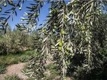 آغاز اصلاح باغ‌های سنتی زیتون در گیلان