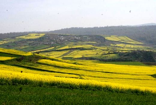 سطح سبز 860 هکتاری کلزا در ساری/ 115 هکتار بیمه شد