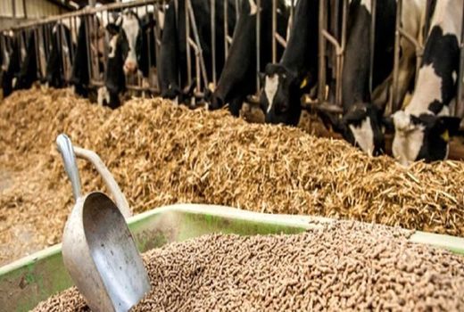 نهاده‌های دامی با مشارکت تشکل‌ها و استان‌ها توزیع می‌شود/ تسهیلات ویژه برای دامداری‌های روستایی